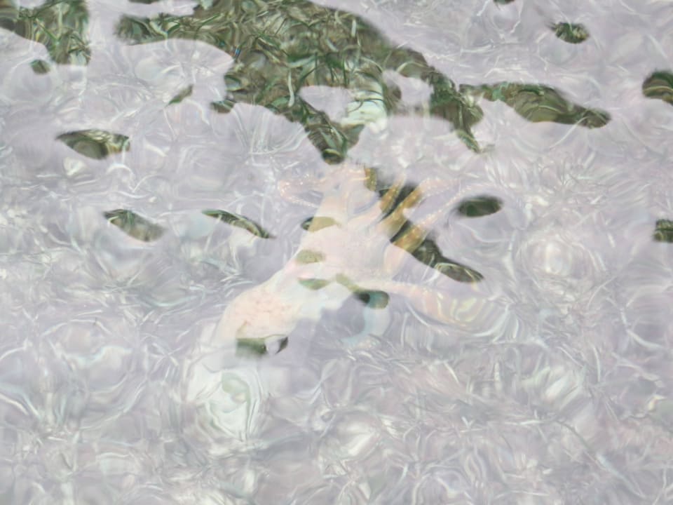 Vom Steg der Ocean Villa fotografierter Octopus Adaaran Select Hudhuran Fushi - Premium All Inclusive