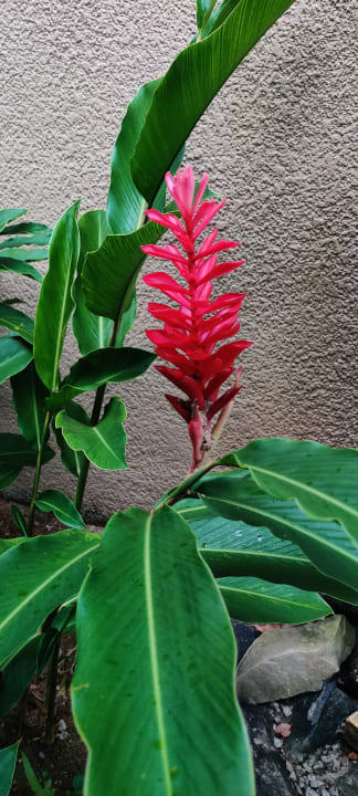 Gartenanlage Kempinski Seychelles Resort