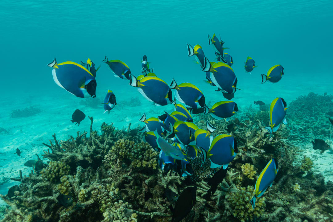 Sport & Freizeit Angaga Island Resort