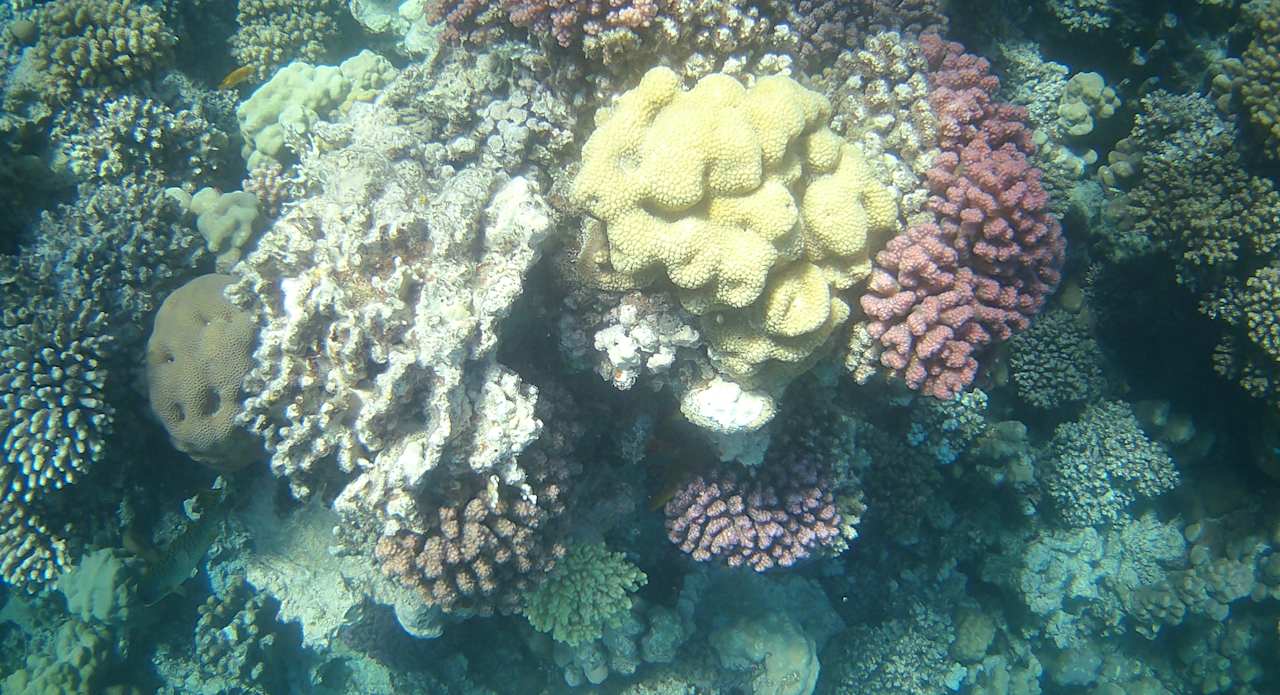 Strand Hotel Sheraton Soma Bay Resort