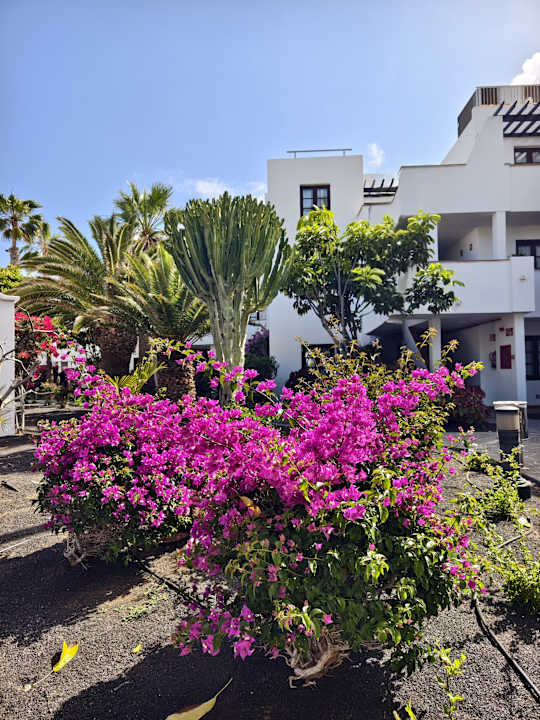 Gartenanlage allsun App.-Hotel Albatros