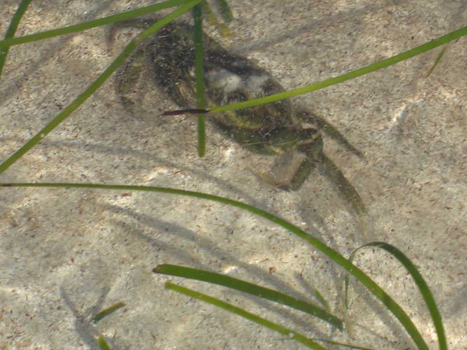 Meer Hotel Rosa Beach