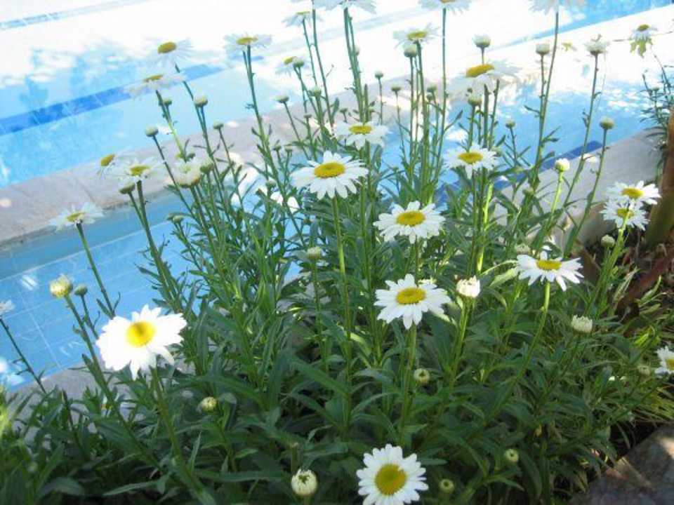 Blumenvielfalt Hotel Mari