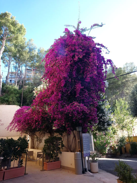Sonstiges FLOR los Almendros Hotel