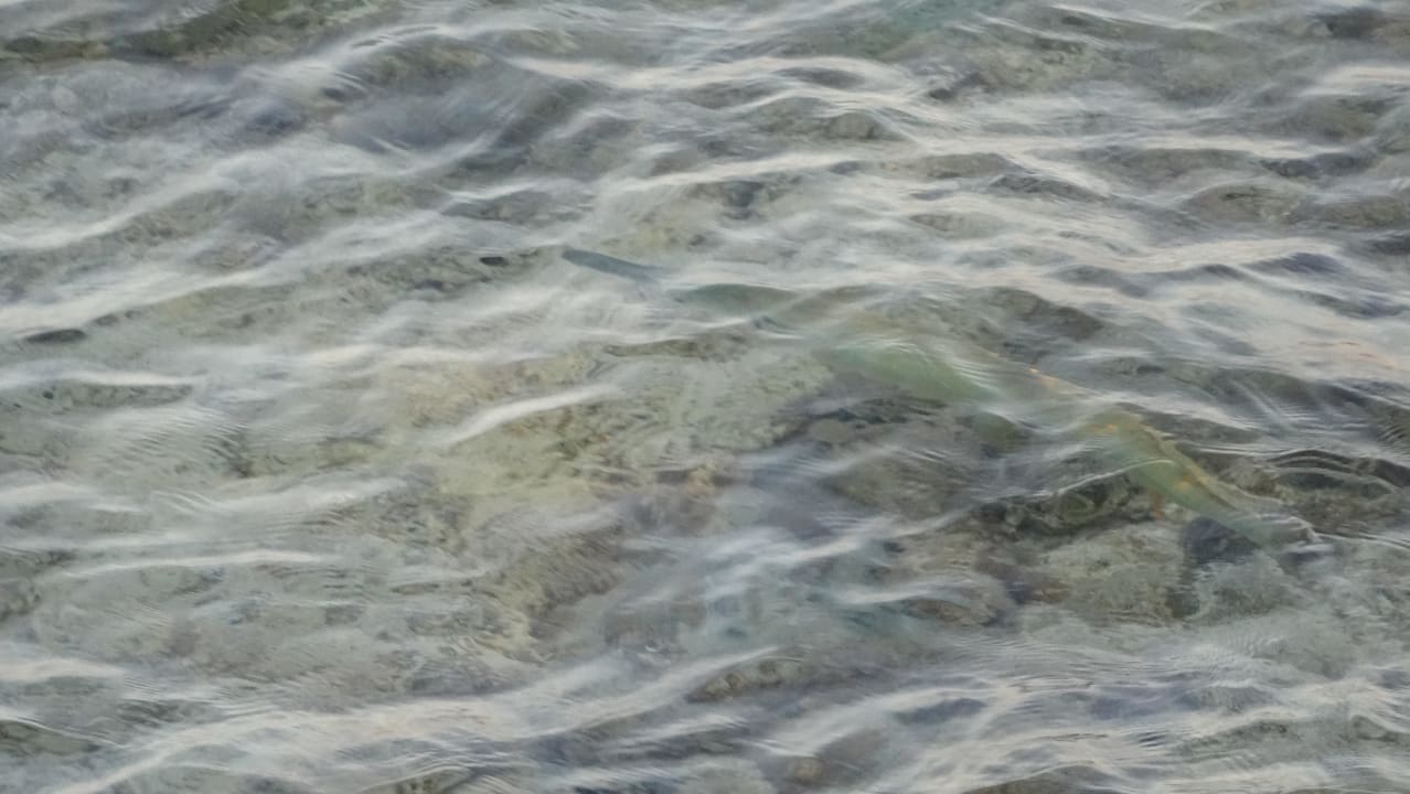 Fish Bliss Nada Beach Resort