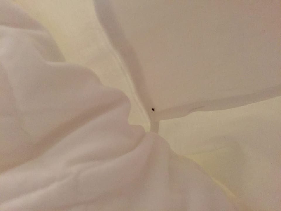 Bettwanzen  ECONTEL Hotel München