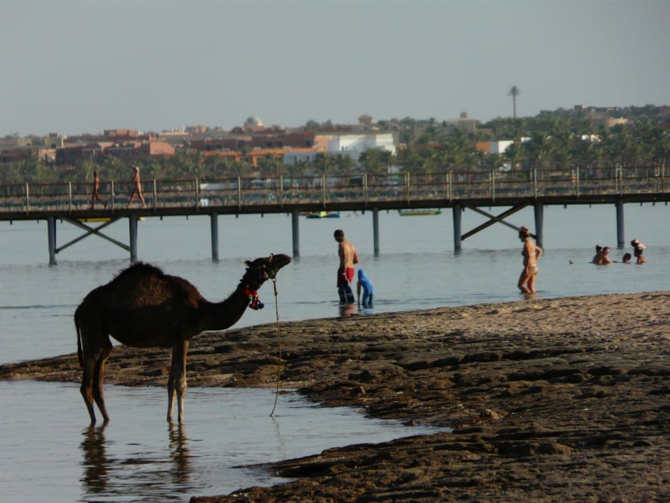 Plaża przy hotelu Regency Plaza Aqua Park & Spa