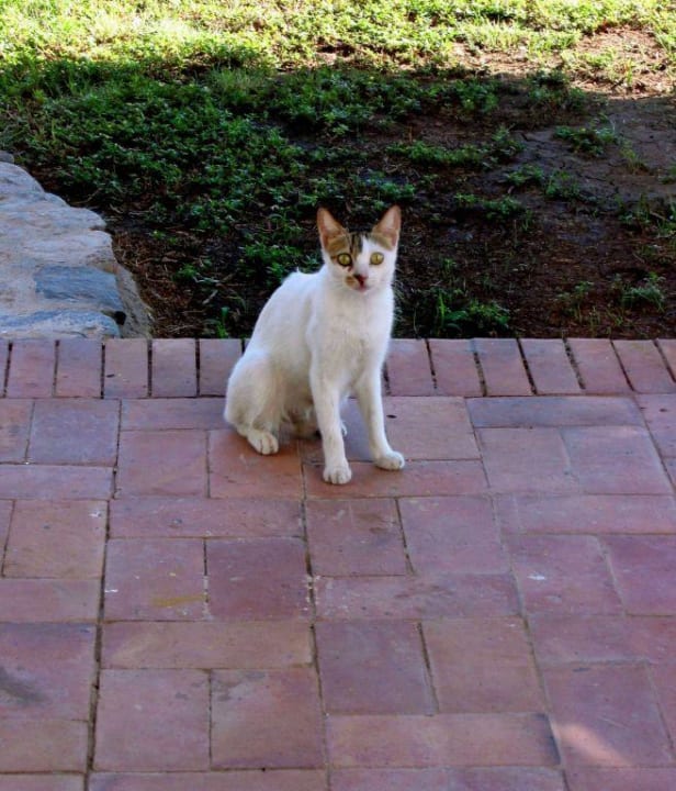 Im Land der Katzen Lotus Bay Beach Resort