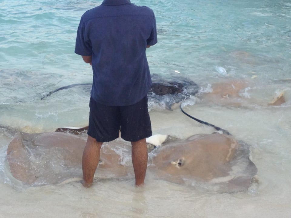 Fish feeding NH Collection Maldives Reethi Resort