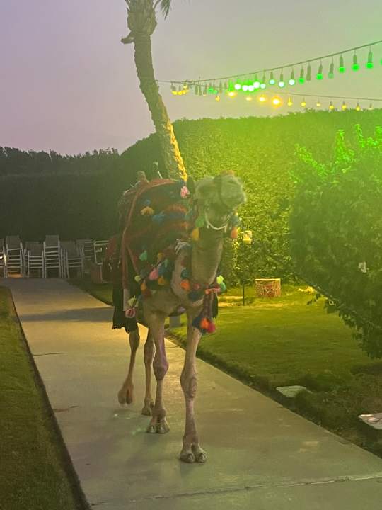 Sonstiges Jaz Aquaviva