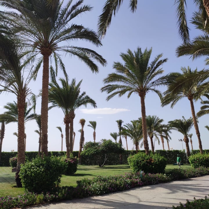 Gartenanlage Desert Rose