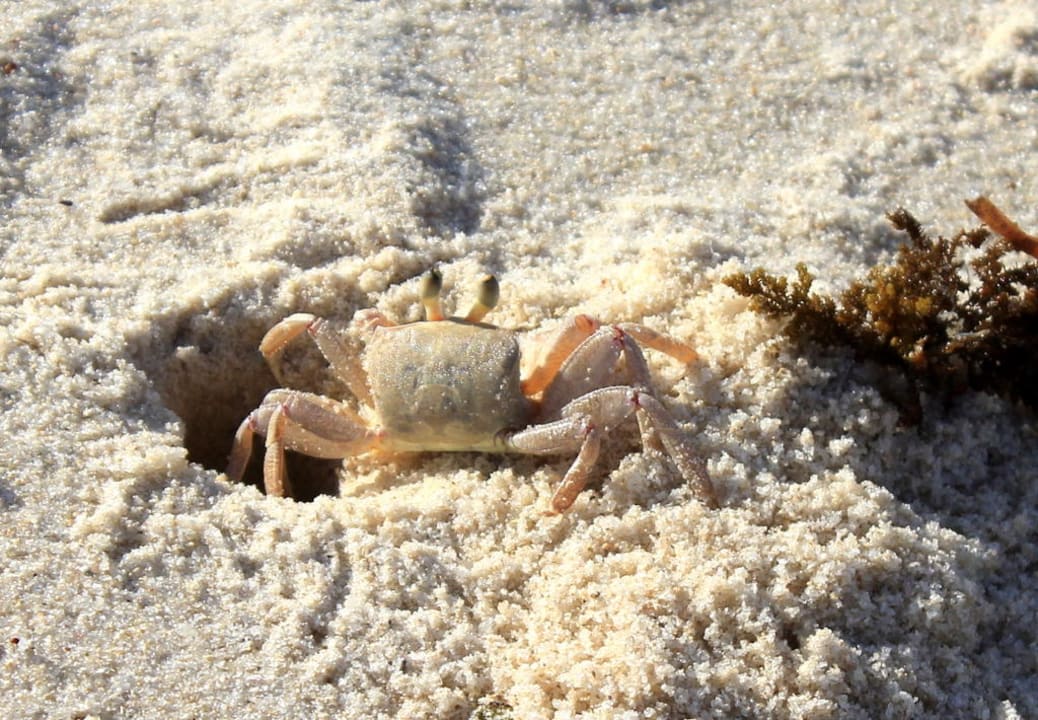 Krabik  Hotel Southern Palms Beach Resort