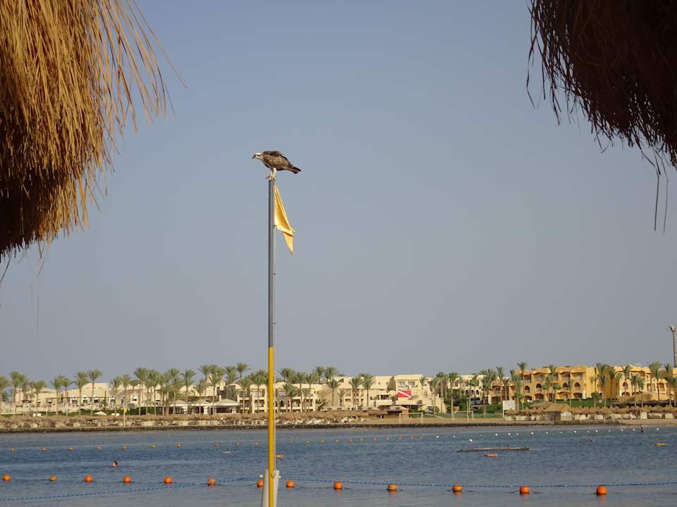 Strand Steigenberger Coraya Beach - Adults only