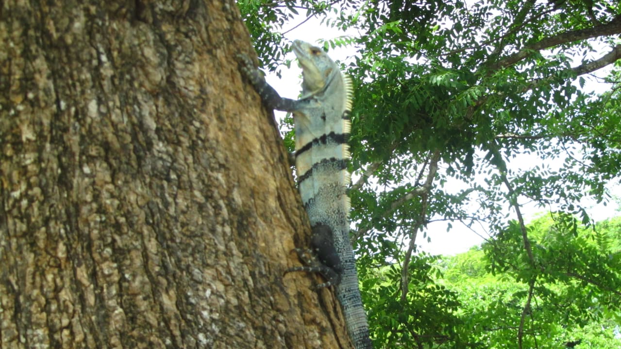 Mitbewohner Capitán Suizo Beachfront Boutique Hotel