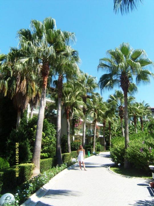 Langer, schöner Palmenweg Sealife Buket Resort & Beach