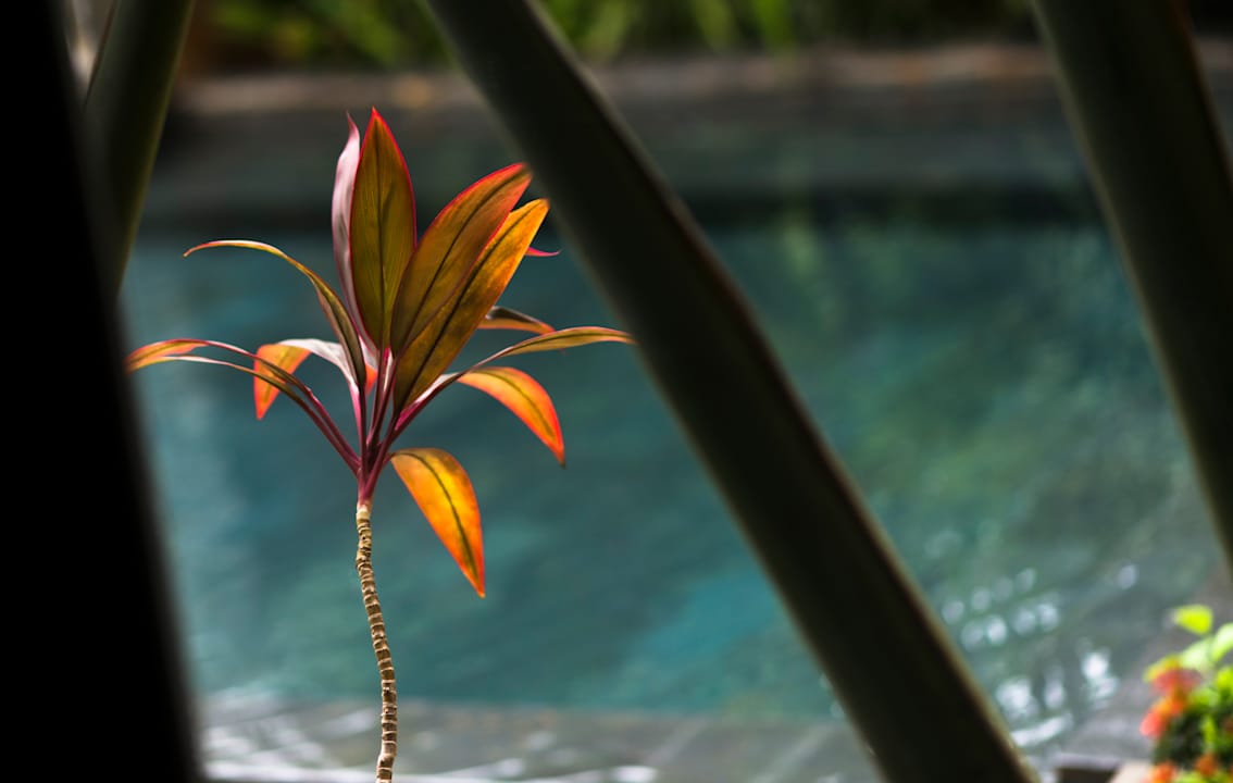 Pool Sokkhak Boutique Resort