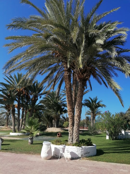 Gartenanlage Djerba Golf Resort & Spa