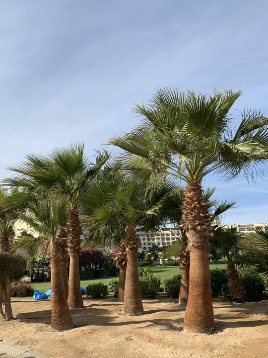 Gartenanlage Steigenberger Aqua Magic