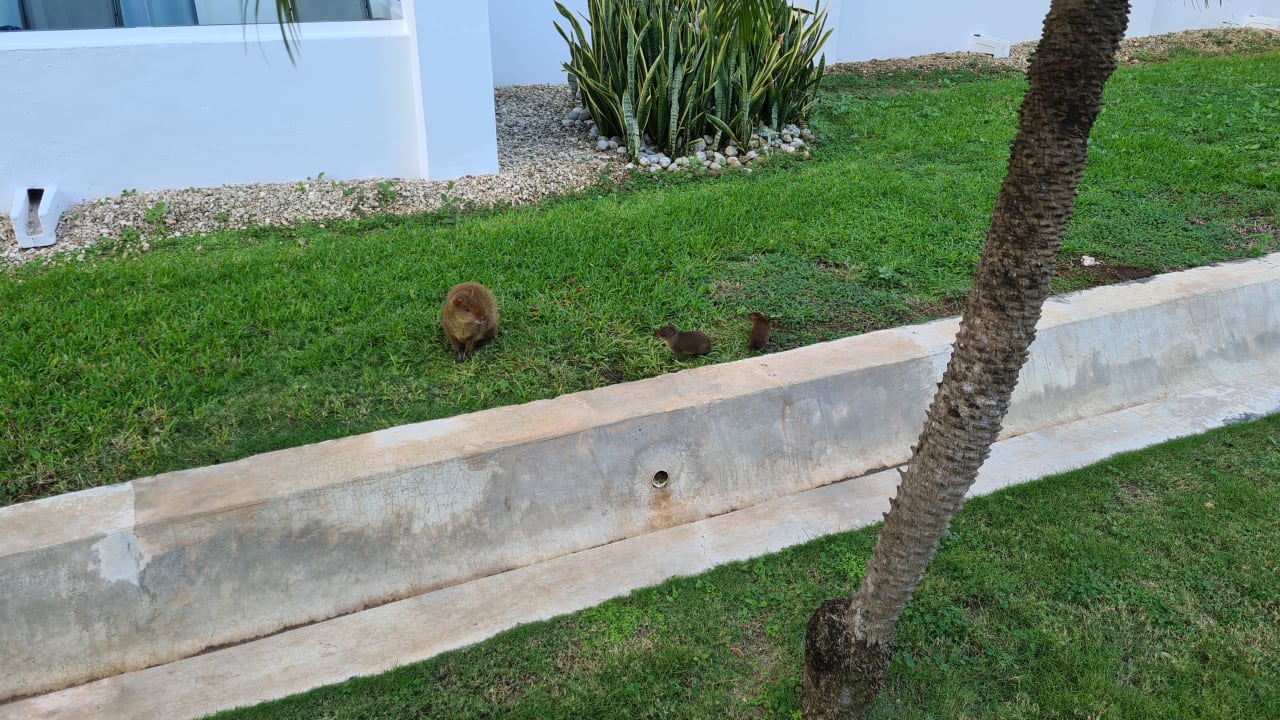 Gartenanlage Hotel Riu Playacar