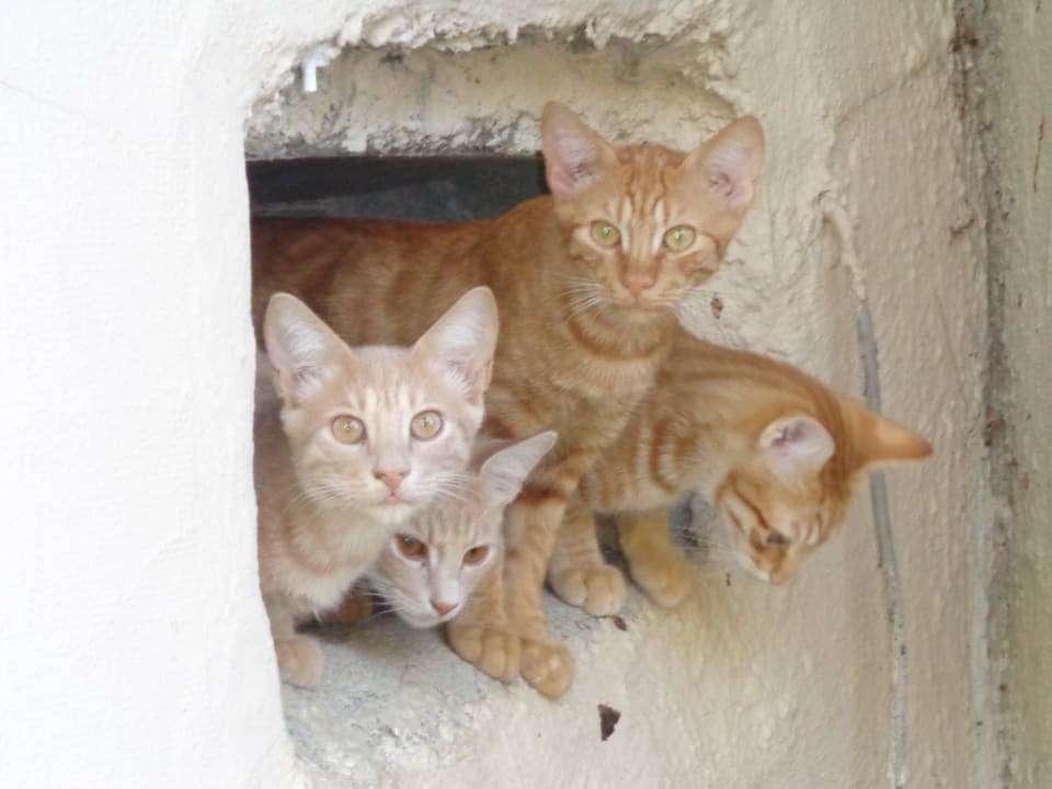 Viele Katzen im Garten Melas Resort Hotel