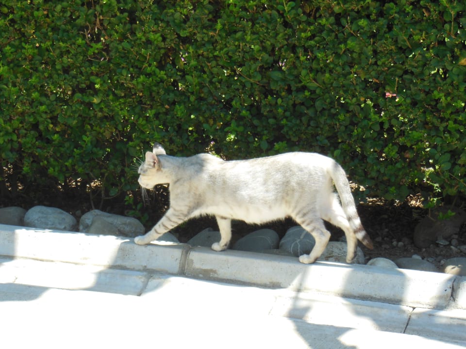 Eine der Hotelkatzen Sealife Buket Resort & Beach