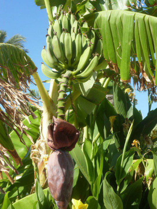 Bananen wachsen am Pool Hotel Horizon Beach Resort