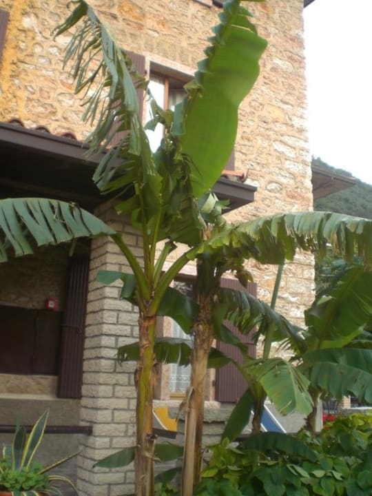 Im Garten Hotel San Carlo