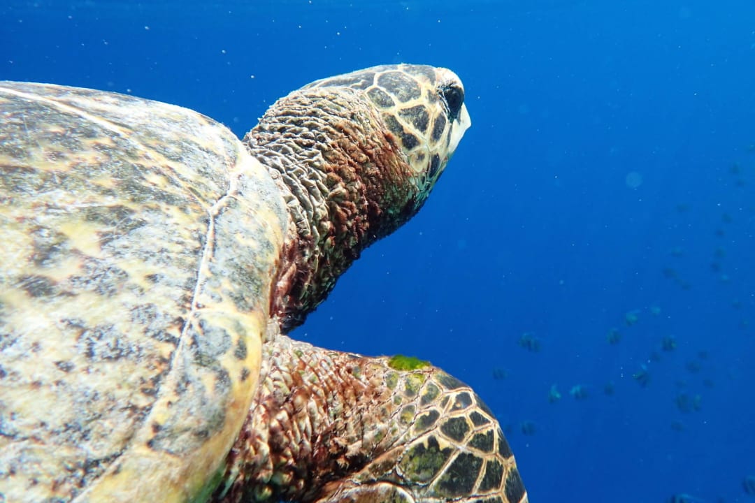 Schildkröte beim Riff Filitheyo Island Resort