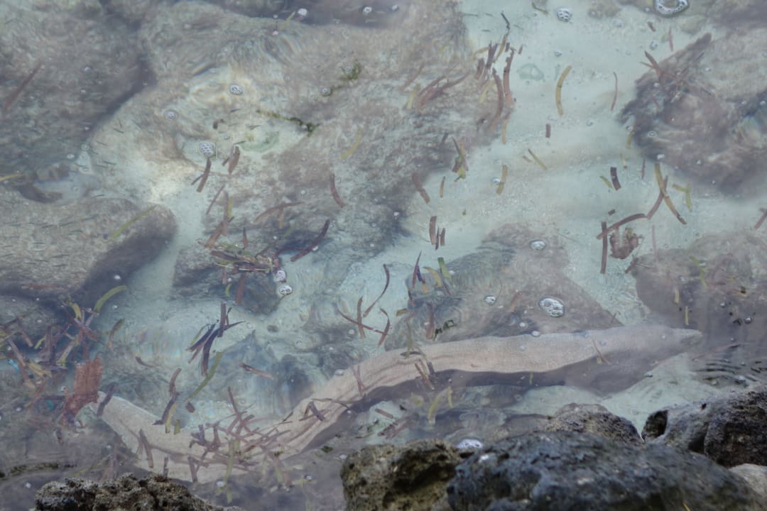 Immer an der gleichen Stelle zu finden Fihalhohi Maldives