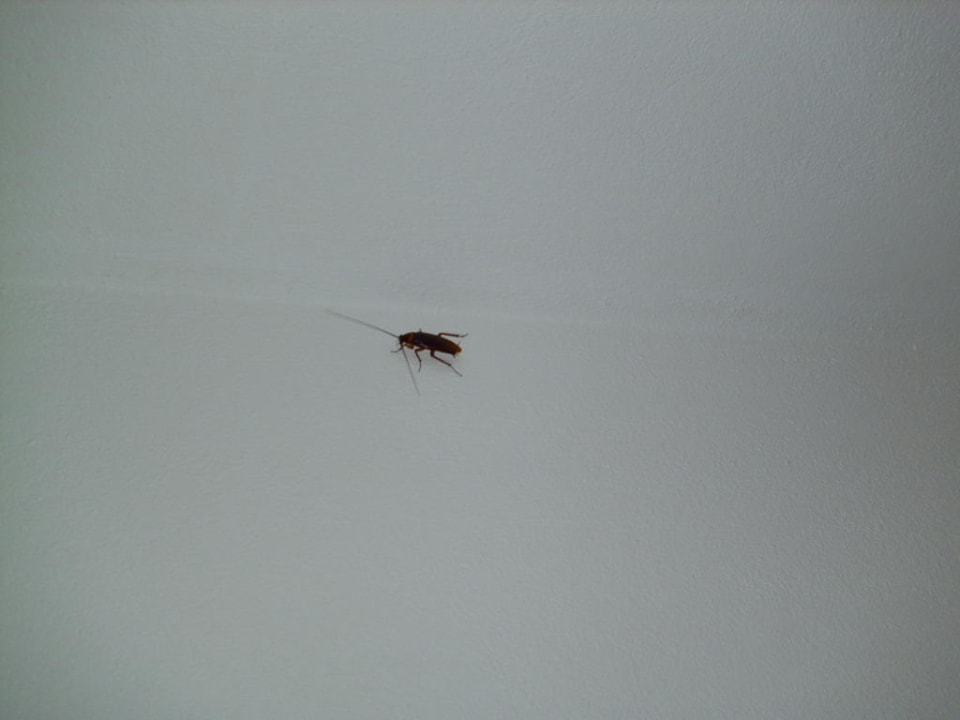 Kakerlake an der Wand Olympos Beach Hotel