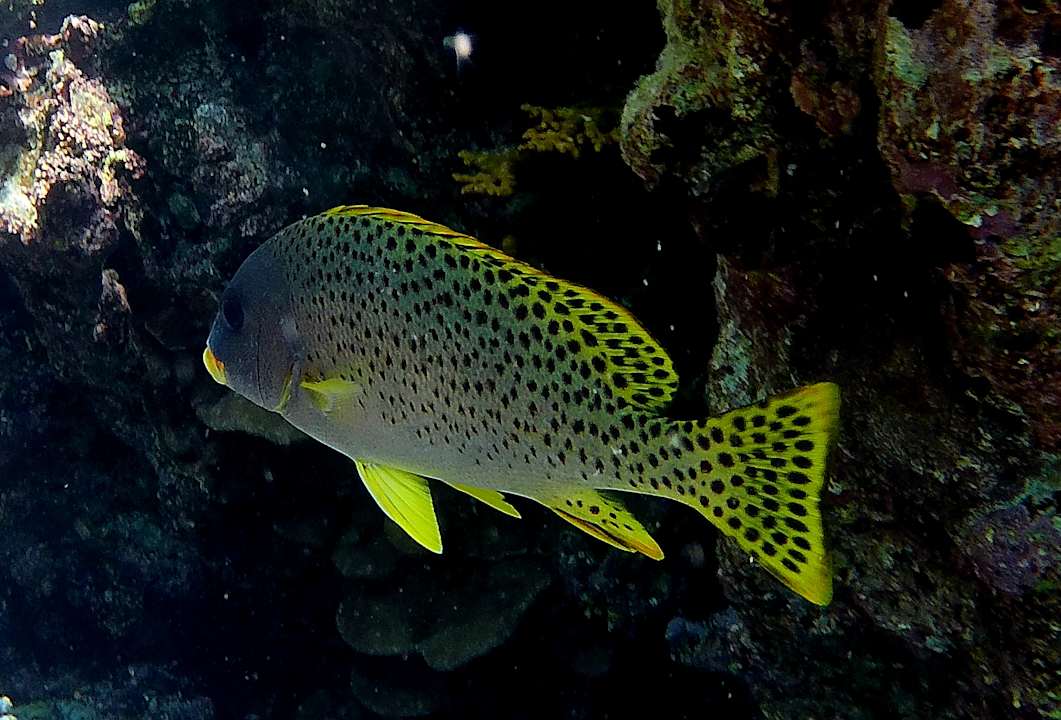 Strand Hotel Sheraton Soma Bay Resort