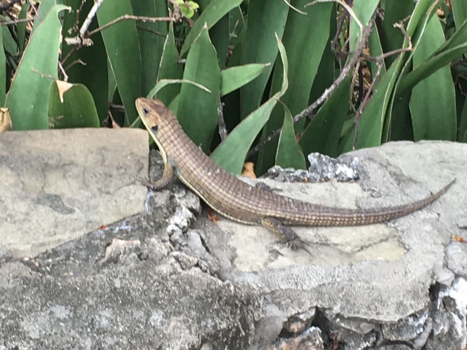 Gartenanlage Diani Sea Resort