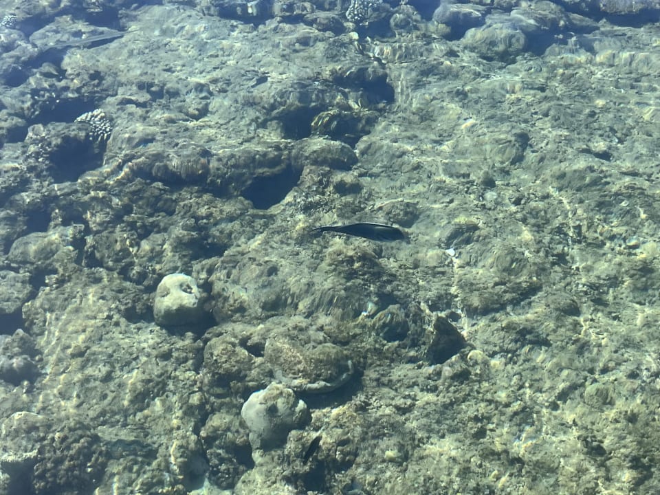 Sport & Freizeit Desert Rose