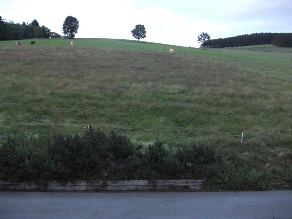 Schöner Blick aus dem Fenster auf die Wiese Heide Hotel Hildfeld