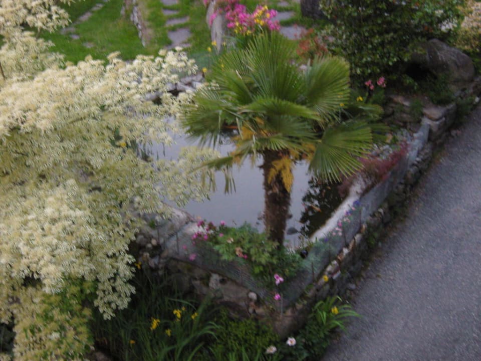 Goldfischteich mit Palmen Residence Pension Blumenthalerhof