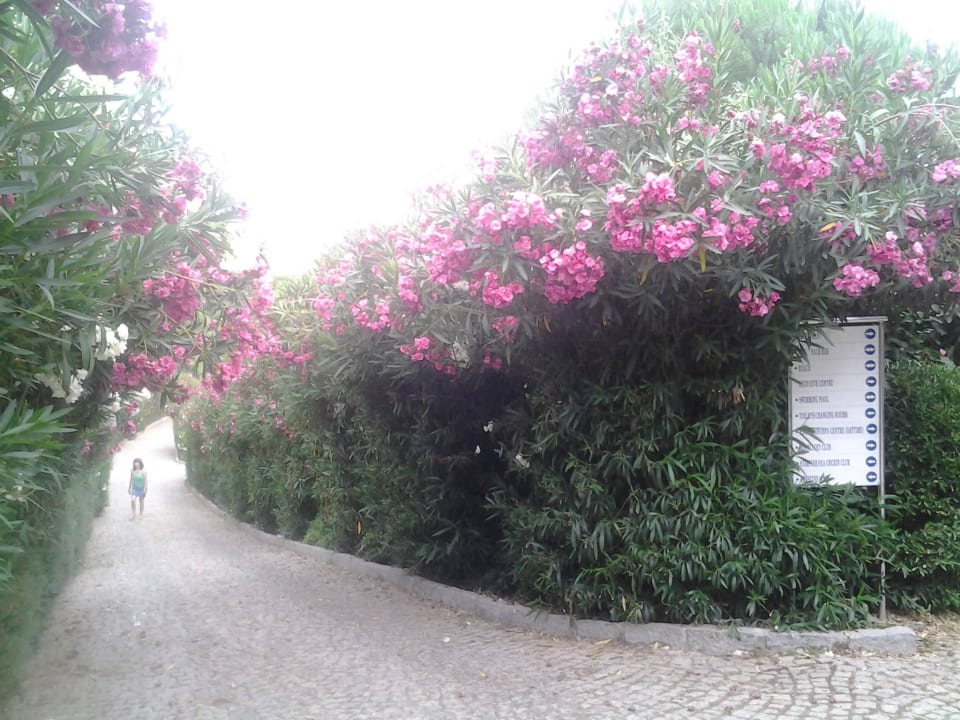 Der Weg zum Strand Teos Village