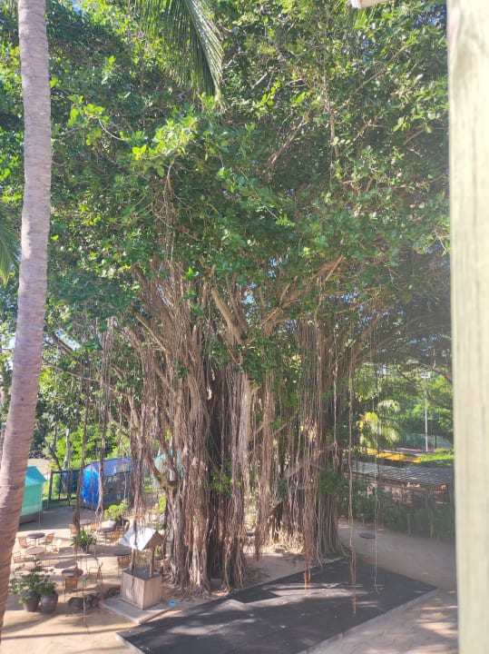 Gartenanlage Lagoon Attitude - Adults only