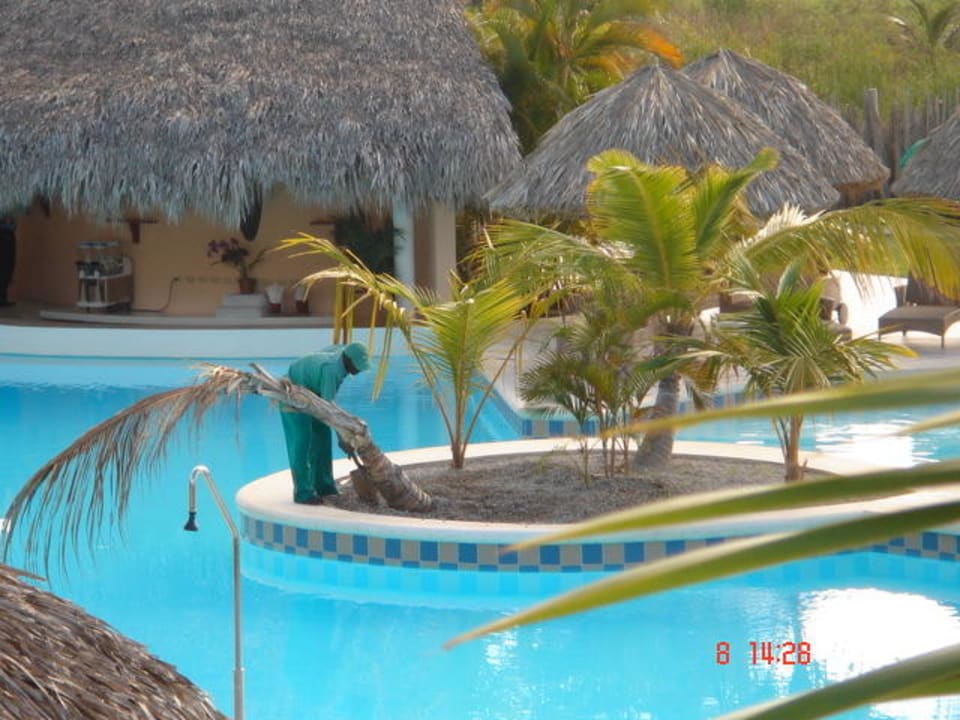 Bilderfolge 1 Palme putt Catalonia Royal Bavaro - Adults only