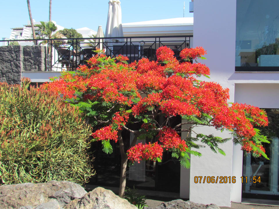 Blick zum restaurant allsun App.-Hotel Albatros