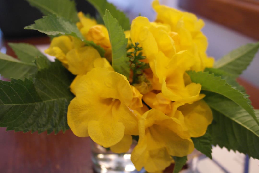 Чудо, чудное Desert Rose