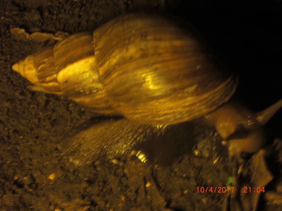 Gartenanlage Ocean Paradise Resort & Spa