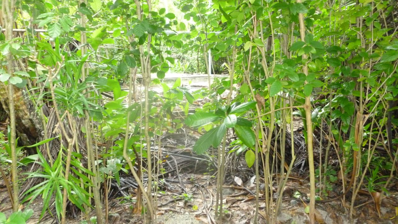 Nicht aufgeräumt Filitheyo Island Resort