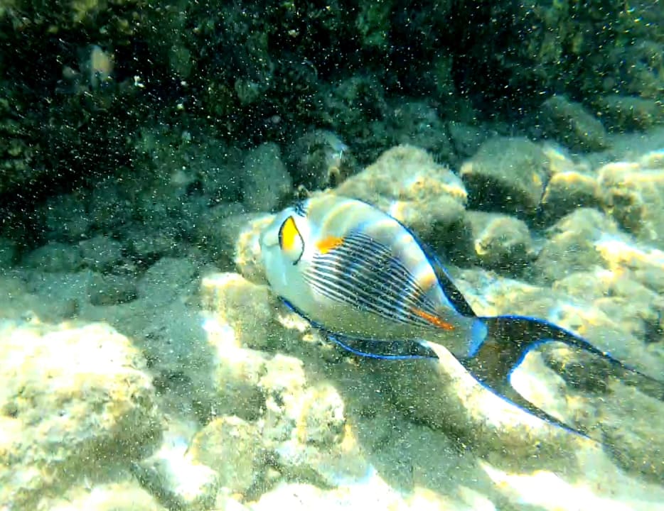 Sport & Freizeit Arabia Azur Resort