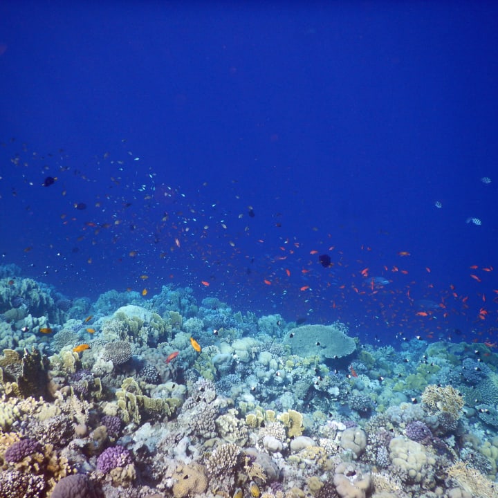 Sport & Freizeit Hotel Coral Garden