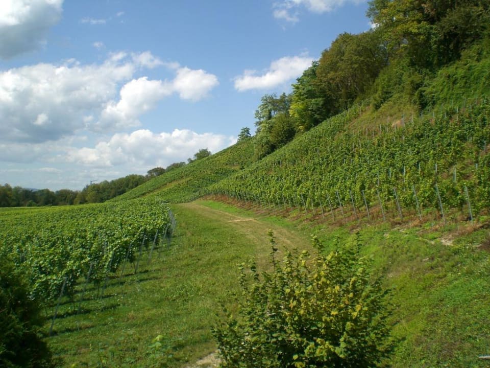 Blick aus dem Zimmer  Hotel Fischerhaus Garni