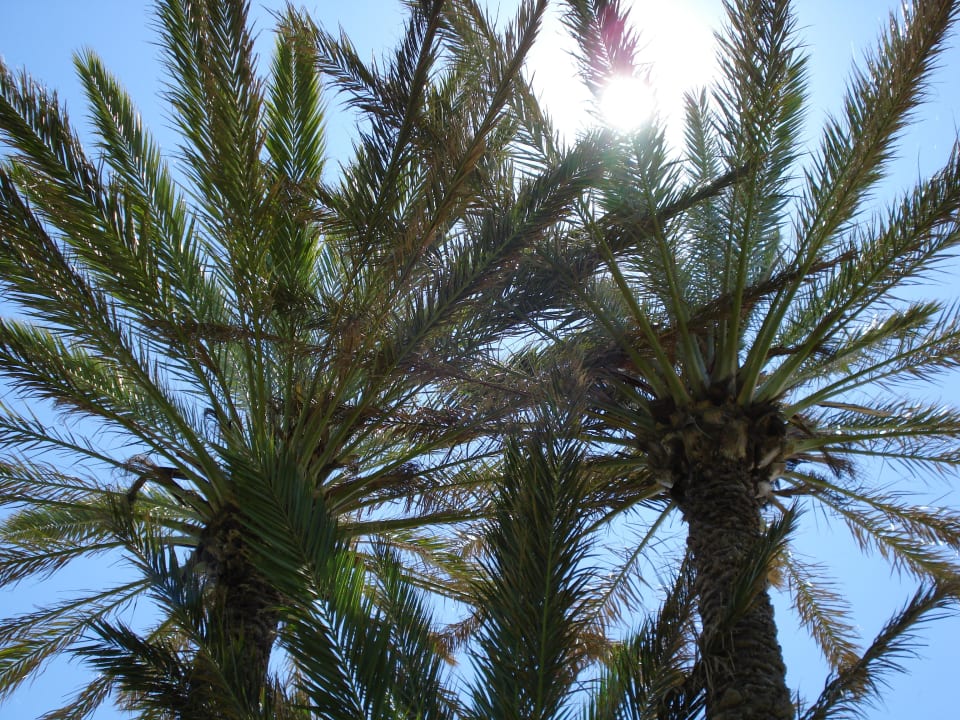 Liegen unter Palmen Hotel Defne Garden