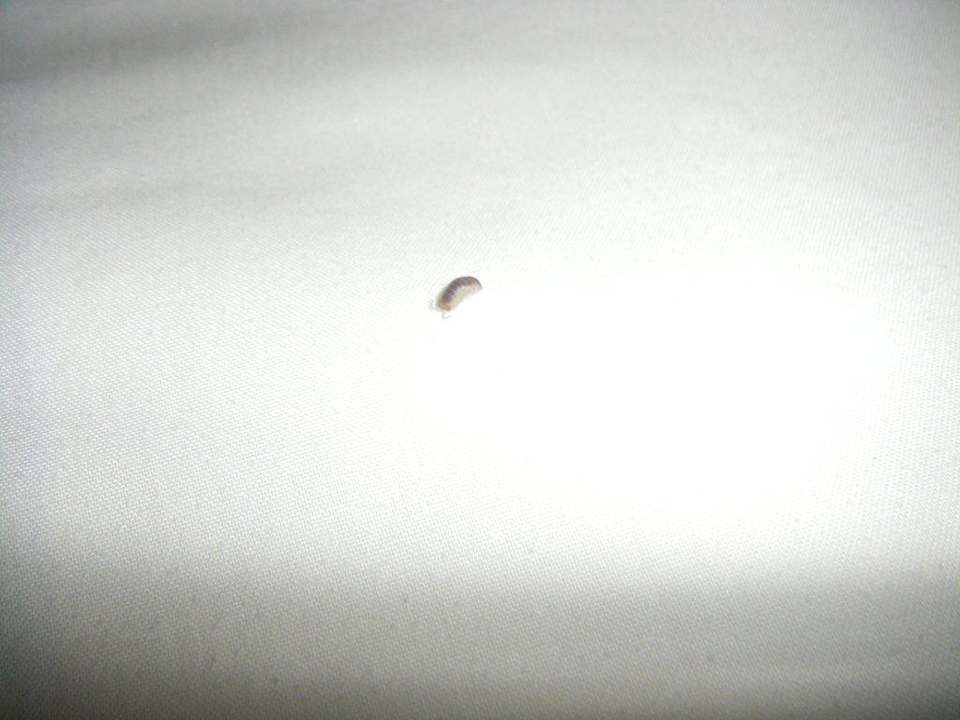 Asseln oder ähnliches im Bett! Regency Plaza Aqua Park & Spa