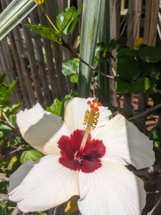 Gartenanlage Tigaiga Suites