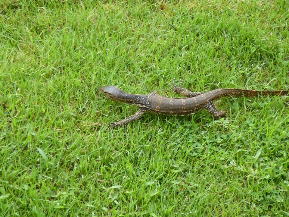 Waran auf Wanderschaft Dusit Thani Krabi Beach Resort