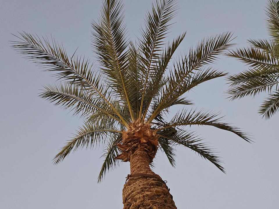 Gartenanlage Serry Beach Resort